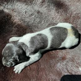 Dixie - Black roan female German Shorthaired Pointer puppy in Columbia, Louisiana from M&R Breeders