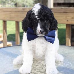 Lucky-Male - Parti male Poodle puppy in Scottsville, Kentucky from Barren River Bernedoodles and Poodles