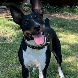 Izzy - Rat Terrier