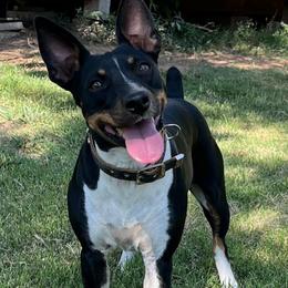 Izzy - Rat Terrier