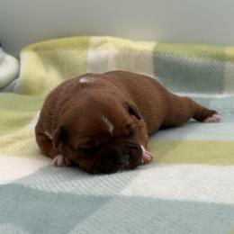 Female 2 - Red and white female Staffordshire Bull Terrier puppy in Lakeland, Florida from English Creek Staffords