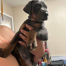 Doberman Pinscher Puppies from Aaliyah’s Dobies