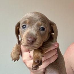 Dior - Fawn (isabella) and tan female Dachshund puppy in Surprise, Az Corona, Ca Hemet, Ca, Arizona from Over The Moon Dachshunds and Doodles