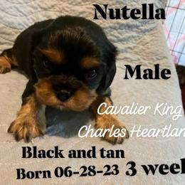 Nutella - Black and tan Cavalier King Charles Spaniel puppy in Broken Arrow, Oklahoma from Cavalier King Charles Heartland