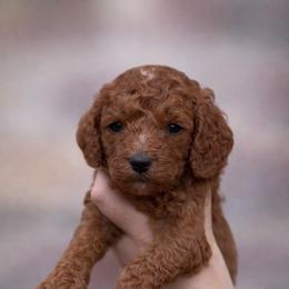 Duke (blue boy) - Red male Cavapoo puppy in Concord, California from Lipscomb Doodles