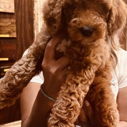 Goldendoodle Puppies from Labradoodleday