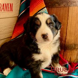 BRUSHY CREEKS RAVEN - Black tri female Miniature Australian Shepherd puppy in Red Oak, Texas from Brushy Creek Aussies & Mini Aussies