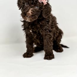 Loon - Chocolate female Labradoodle puppy in Davison, Michigan from Dreaming Doodles