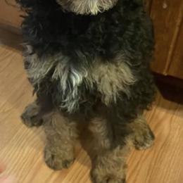 Aussiedoodle All Grown Up from Steen Ranch Doodles