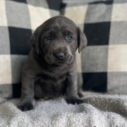 Labrador Retriever puppies from McKenzie Reign Labradors