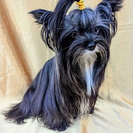 Theodore - Yorkshire Terrier