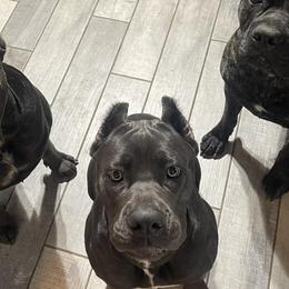 Cane Corso from A&M Kennels
