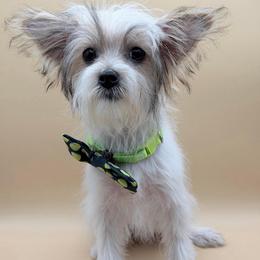 Luigi - Parti male Yorkshire Terrier puppy in Flagler Estates, Florida from Fiesta Pups
