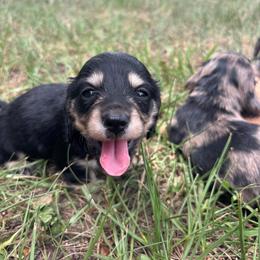 White collar - Black and cream female Dachshund puppy in Eustis, Florida from K8’s Dachshunds