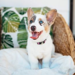 American Corgi and Pembroke Welsh Corgi Puppies from Elk Ridge Corgis