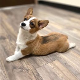 Girl 3 - Red female Pembroke Welsh Corgi puppy in Middleburg, Florida from Mulkeys Little Corgis