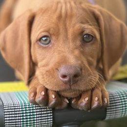 Vizsla Puppies from MountainTop Vizslas