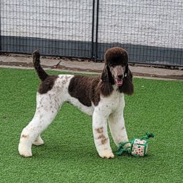 Kahlua - Parti female Poodle puppy in Parker, Colorado from Pawsh K9’s