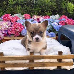 Pembroke Welsh Corgi Puppies from AW Corgis