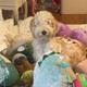 Maisy
