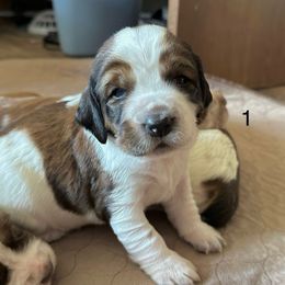 1 - Black white and tan female English Springer Spaniel puppy in Cheyenne, Wyoming from Rocky Mountain Springer Spaniels