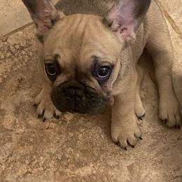 French Bulldog and Pomeranian Puppies from Legendary French Bulldogs