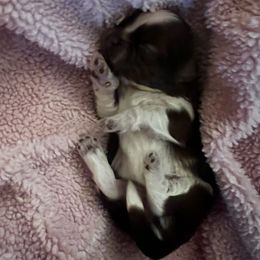 Girl 2 - Liver and white female Shih Tzu puppy in Peoria, Arizona from Jodi’s Shihtzus