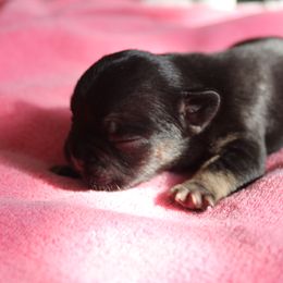 French Bulldog Puppies from The three little frenchies
