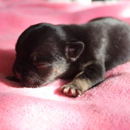 French Bulldog Puppies from The three little frenchies