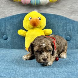 Monica - Brown female Cockapoo puppy in Lancaster, Missouri from Cavapoo Acres