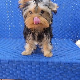 Levi - Black and tan male Yorkshire Terrier puppy in Romulus, Michigan from Breny
