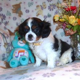 Cavalier King Charles Spaniel puppies from Walnut Grove Cavaliers