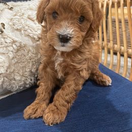Cavapoo Puppies from SoCal Cavapoos