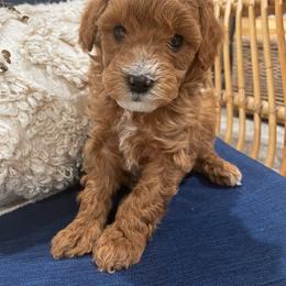 Cavapoo Puppies from SoCal Cavapoos