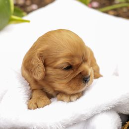 Greg - Ruby male Cavalier King Charles Spaniel puppy in New Holland, Pennsylvania from Mountain Breeze Puppies