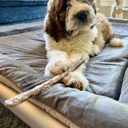 Saint Berdoodle Puppies from Country Manor Saint Berdoodles