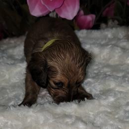 Dachshund Puppies from CLARK'S BREEDING PROGRAM