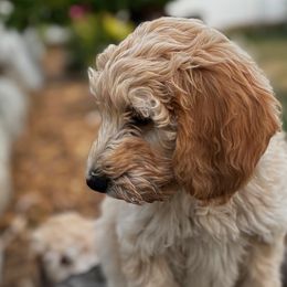 Goldendoodles from Peach Blossom Pups