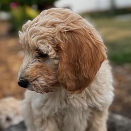 Goldendoodles from Peach Blossom Pups