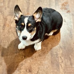 Maverick - American Corgi