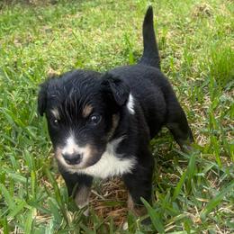 Cosmo - Black tri-color male Australian Shepherd puppy in Cypress, Texas from Cypress Aussies