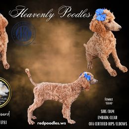 Poodle Puppies from Heavenly Poodles