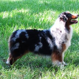 Australian Shepherd and Swedish Vallhund All Grown Up from SunFire Kennel