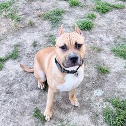 Bucky - Red male American Staffordshire Terrier puppy in Franklin County, Vermont from Explicit Amstaffs Of New England