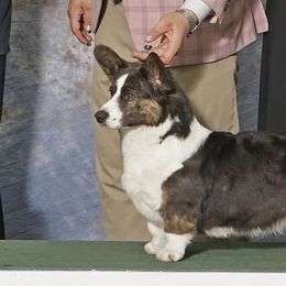 Marie - Cardigan Welsh Corgi