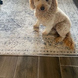 Dixie - Goldendoodle