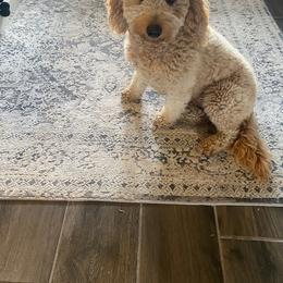 Dixie - Goldendoodle