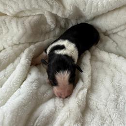 Boy 1 - male Toy Australian Shepherd puppy in Lumberton, Mississippi from Talowah Aussies