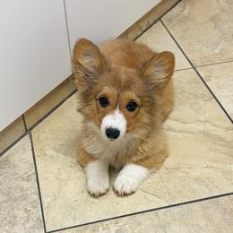 Sedona - Black and tan female Pembroke Welsh Corgi puppy in Mc Cammon, Idaho from Sunny J Corgis and Mini Americans