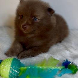 Sailor - Chocolate male Pomeranian puppy in Eden, North Carolina from Whippoorwill Pomeranians